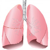 Bolile aparatului respirator (9)